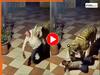 Bagh Ka Video: शराबी को खुद घर छोड़ने पहुंचा बाघ, फर्श पर रखा तो दो घूंट और मार लिया | देखें वीडियो