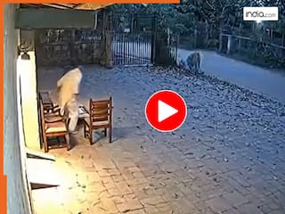 Bagh Ka Video: जंगल से भागकर आया और शख्स को घसीटकर ले गया बाघ, हिलाकर रख देगा आगे का सीन | देखें वीडियो