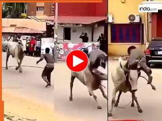 Saand Ka Video: सांड से पंगा लेकर बुरा फंसा शख्स, सींग में फंसाकर ऐसा हाल किया भूल नहीं पाएगा कभी | देखें वीडियो