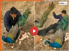Chor Ka Video: मोरनी के अंडे चुराने पहुंचा चोर, मगर मोर ने उसे नानी याद दिला दी | देखें वीडियो