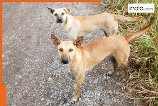 Stray dogs to be sent to shelters as top court orders their removal from hospitals, railway stations, and...