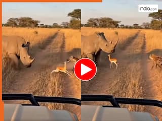 Wild Animal Video: हिरण के लिए 'देवदूत' बनकर आया गैंडा, लकड़बग्घे से बचा ली बेचारी की जान | देखें वीडियो