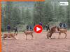 Wild Animal Video: एक्शन बोलते ही हिरण पर टूट पड़ा बाघ, फिर कट बोलते ही छोड़ भी दिया | देखें मजेदार वीडियो