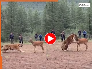 Wild Animal Video: एक्शन बोलते ही हिरण पर टूट पड़ा बाघ, फिर कट बोलते ही छोड़ भी दिया | देखें मजेदार वीडियो