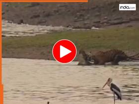 india.com top news