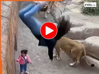 Sher Ka Video: शेर के पिंजरे में गिरी बच्ची को बचाने के लिए कूद पड़ी मां, दिल छू लेगा ये वायरल वीडियो | देखें यहां