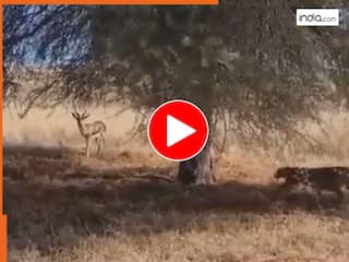 Viral Video: घात लगाकर बैठे तेंदुए ने पलक झपकते ही हिरण पर किया हमला, देखने वालों की थम गई सांसें | देखें वीडियो