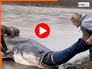 Viral Video: शख्स को जिंदा निगल गई मछली! सोशल मीडिया पर आग की तरह फैल रहा है वीडियो | देखें यहां