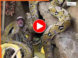Azgar Viral Video: कई खतरनाक अजगरों के बीच लेट गया शख्स, दिल दहला देने वाला नजारा देख इंटरनेट पर मचा हड़कंप | देखें वीडियो