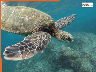 ब्राजील की अमेजन नदी में अचानक क्यों छोड़े गए लाखों विशाल कछुए? पीछे की वजह जानकर हर कोई रह गया हैरान!