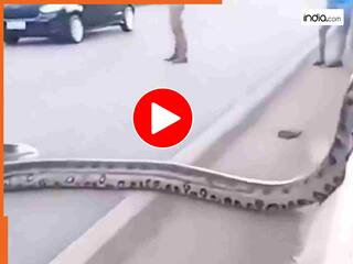 कमजोर दिल वाले दूर रहें: धरती पर फिसलता दिखा ‘जिंदा राक्षस’! साइज देखकर मचा हड़कंप | देखें वायरल वीडियो