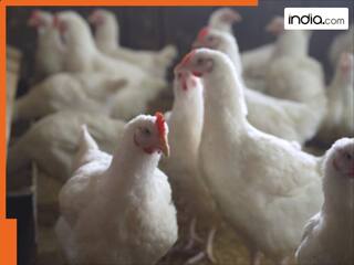 जापान में फिर लौटा बर्ड फ्लू! 6 लाख से ज्यादा मुर्गियां पाई गई संक्रमित, सरकार ने जारी की चेतावनी