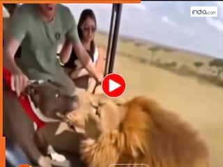 Sher Ka Video: कुत्ते से ही पिट गया शेर, सबके सामने भद्द पिटवा बैठा जंगल का राजा | देखें वीडियो