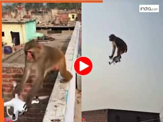 Bandar Ka Video: ड्रोन पर बैठकर हवा में उड़ गया बंदर, टकटकी लगाकर देखते रहे लोग | देखें वीडियो