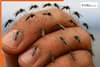 World's largest mosquito factory is located in THIS country, it produces 190 million mosquitoes every week; The reason behind it will shock you