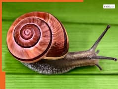 जानवरों की दुनिया का कुंभकरण! बिना खाए पिए लगातार 3 सालों तक सो सकता है ये जानवर, इस तरह से खुद को रखता है जिंदा