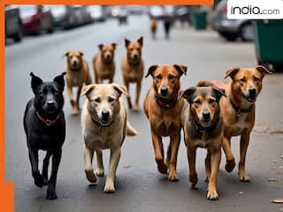 आवारा कुत्तों को लेकर सुप्रीम कोर्ट सख्त, सड़कों से मवेशी भी हटाए जाएंगे, अधिकारियों को व्यक्तिगत रूप से जिम्मेदार ठहराने की चेतावनी दी