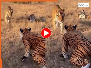Bagh Ka Video: बाघिन बनकर बाघ के पास ही पहुंच गया शख्स, मगर पंजा पड़ते ही उल्टे पांव भाग निकला | देखें वीडियो