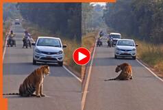 Tiger Viral Video: किसी में हॉर्न बजाने की हिम्मत नहीं! ताडोबा की सड़क पर टाइगर ने किया चक्का जाम