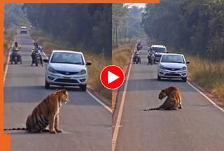 Tiger Viral Video: किसी में हॉर्न बजाने की हिम्मत नहीं! ताडोबा की सड़क पर टाइगर ने किया चक्का जाम