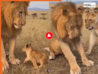 Sher Ka Video: शेरनी का झापड़ पड़ा तो मुंह फुलाकर बैठ गया शेर, फिर चेहरा भी नहीं उठा पाया जंगल का राजा