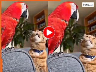 Viral Video: अचानक म्याऊं-म्याऊं करने लगा तोता, सुनते ही चकरा गया बिल्ली का दिमाग | देखें वीडियो