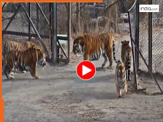 Bagh Ka Video: बंगाल टाइगर के बाड़े में साइबेरियन टाइगर का भौकाल, देखते रह जाएंगे आगे का सीन | देखें वीडियो