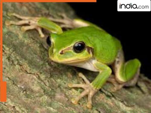 india.com top news