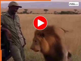 Sher Ka Video: गाड़ी के बाहर खड़ा था शख्स, अचानक सामने आ गया शेर... अगले कुछ सेकेंड में जो हुआ उसने सबको चौंका दिया | देखें वीडियो