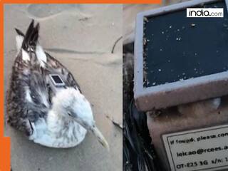 Seagull with Chinese GPS tracker found near Karwar coast, Sparks security probe in Karnataka