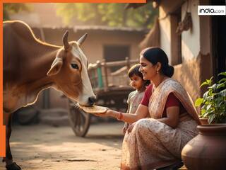 गाय को गलती से भी न खिलाएं इस तरह की रोटी, रुक जाती है सुख-समृद्धि...जीवन पर पड़ता है बुरा प्रभाव