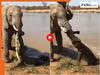 Animal Viral Video: हाथी और मगरमच्छ के बीच छिड़ा जंग, गजराज ने खतरनाक शिकारी का कर दिया बुरा हाल | देखें Video