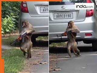 Bandar Ka Video: बंदर के हाथ लग गई AK-47, फिर मचाई ऐसी तबाही कांपने लगे लोग | देखें वीडियो