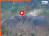 Hathi Ka Video: दो हाथियों में छिड़ी खतरनाक जंग, धुआं-धुआं हुआ पूरा जंगल | देखें वायरल वीडियो