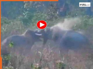 Hathi Ka Video: दो हाथियों में छिड़ी खतरनाक जंग, धुआं-धुआं हुआ पूरा जंगल | देखें वायरल वीडियो