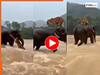 Hathi Ka Video: बाढ़ के पानी में डूबने लगा बाघ, मगर तभी 'देवदूत' बनकर आ गया हाथी | देखिए कैसे बचाया