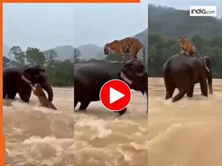 Hathi Ka Video: बाढ़ के पानी में डूबने लगा बाघ, मगर तभी 'देवदूत' बनकर आ गया हाथी | देखिए कैसे बचाया
