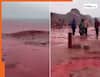 Viral Video: खून की तरह लाल हुआ ये समुद्री किनारा, वायरल वीडियो देख इलाके में मचा हड़कंप | देखें वीडियो