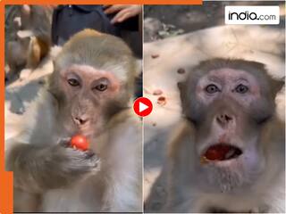भूखे बंदर को भरा ऐसा पेट, अगले सात जन्म खाने से डरेगा...Viral Video में जो हुआ उसे देख नहीं रोक पाएंगे आपनी हंसी