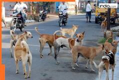 Stray dogs case: 'Will ask you what is humanity...'; SC on petitioner's 'inhumane' argument, say will play video of...