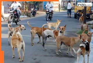 Stray dogs case: 'Will ask you what is humanity...'; SC on petitioner's 'inhumane' argument, say will play video of...