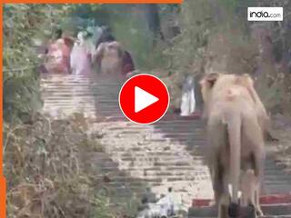 Sher Ka Video: जंगल से बाहर निकला बब्बर शेर, सीढ़ियों पर दिखाई देते ही श्रद्धालुओं की सांसें थम गईं | देखें वीडियो