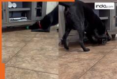 Viral Video: Doggie loses toy while playing, gets help from ‘unexpected’ source