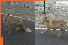 'Red fox' spotted in Ladakh... Video goes viral... but an IFS officer is unhappy | Find out the truth