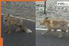 'Red fox' spotted in Ladakh... Video goes viral, but an IFS officer is unhappy | Find out the truth