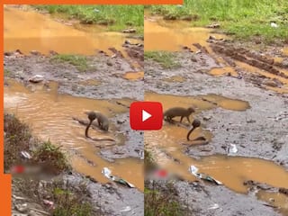 Sanp Ka Video: नेवले की रफ्तार से बेबस हो गया किंग कोबरा, जैसे ही हिला खुद जाल में फंस गया | चौंका देगा वीडियो