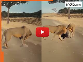 Sherni Ka Video: शेर को फंसाकर खुद भाग निकली शेरनी, फिर चाहकर भी बच नहीं पाया जंगल का राजा | देखें वीडियो