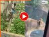 Sher Ka Video: शेरनी के बाड़े में कूदा शख्स! कुछ ही सेकंड में बना शिकार... दिल दहलाने वाला वीडियो वायरल