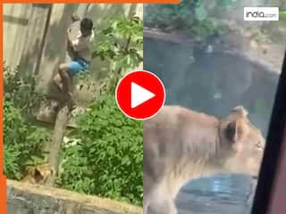 Sher Ka Video: शेरनी के बाड़े में कूदा शख्स! कुछ ही सेकंड में बना शिकार... दिल दहलाने वाला वीडियो वायरल