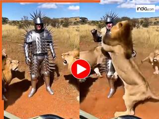 Sher Ka Video: कवच पहनकर शेर की टोली में जा घुसा शख्स, फिर जो हुआ आंखों पर यकीन नहीं होगा | देखें वीडियो